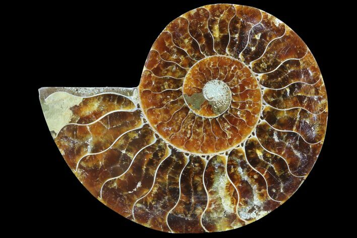 Agatized Ammonite Fossil (Half) - Madagascar #83833